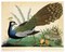 Peacock and Mole Poster Print by Carlo Raineri - Item # VARPDXCAR05